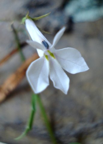 Lobelia pubescens flower